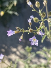 Gilia