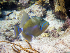 Balistes vetula
