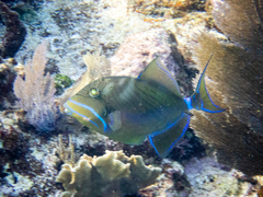 Balistes vetula