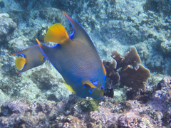 Holacanthus ciliaris