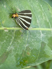 Panthiades bathildis