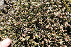 Lachnaea laniflora