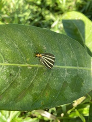 Panthiades bathildis