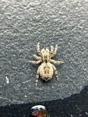 Mexigonus