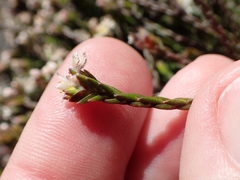 Lachnaea laniflora