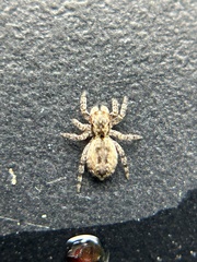 Mexigonus