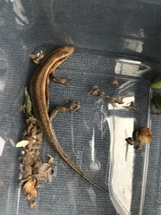 Eutropis multifasciata