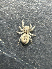 Mexigonus