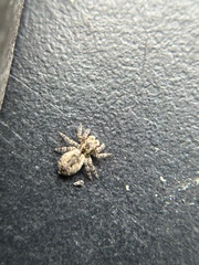Mexigonus