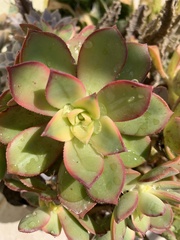 Sedum palmeri