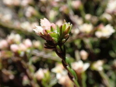 Lachnaea laniflora