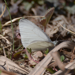 Pieris virginiensis