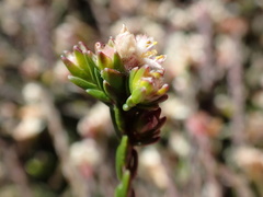 Lachnaea laniflora