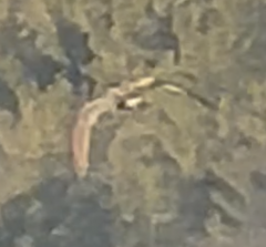 Botaurus lentiginosus