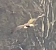 Botaurus lentiginosus