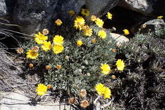 Euryops othonnoides