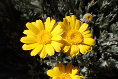 Euryops othonnoides