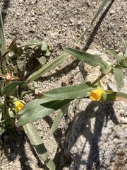 Camissoniopsis