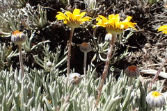 Euryops othonnoides