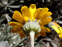Euryops othonnoides