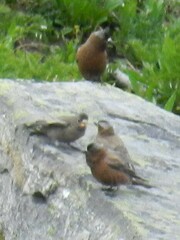 Leucosticte tephrocotis