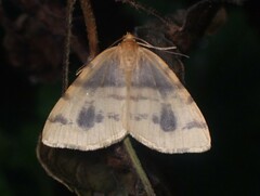 Macaria ribearia