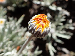 Euryops othonnoides