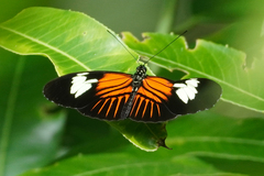 Heliconius melpomene