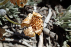 Euryops othonnoides