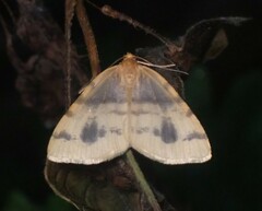 Macaria ribearia