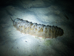 Holothuria mexicana