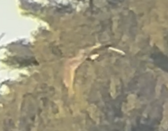 Botaurus lentiginosus