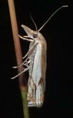 Crambus agitatellus