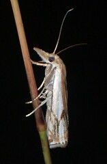 Crambus agitatellus