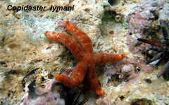 Ophidiaster guildingi