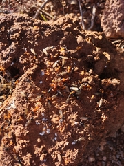 Camponotus sansabeanus