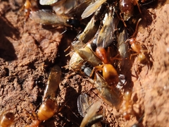 Camponotus sansabeanus