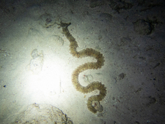 Euapta