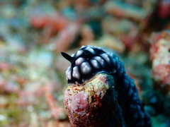 Phyllidiella pustulosa