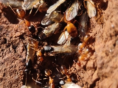 Camponotus sansabeanus