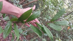 Maesa japonica