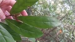 Maesa japonica