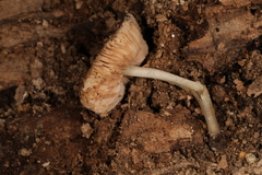 Pluteus seticeps