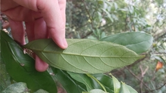 Maesa japonica