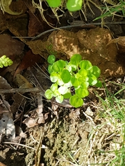Pilea peploides major