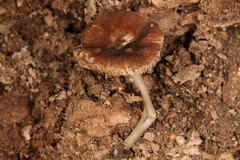 Pluteus seticeps