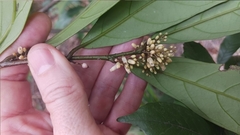 Maesa japonica