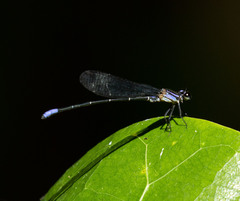 Argia
