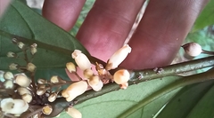 Maesa japonica