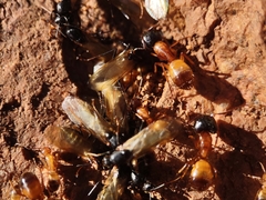 Camponotus sansabeanus